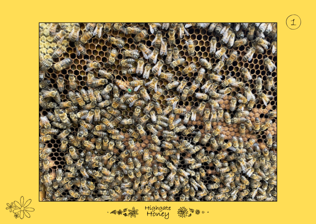 Queen Bee Spotting Challenge - PDF Download