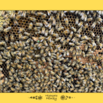 Queen Bee Spotting Challenge - PDF Download