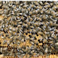 Nucleus of bees - 5 x Langstroth frames, London bred